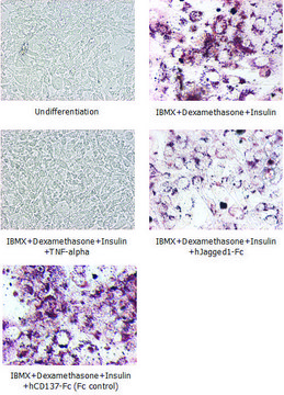 Jagged-1（人）：FC（人） recombinant, expressed in HEK 293 cells, &gt;90% (SDS-PAGE)