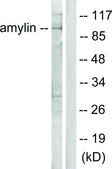 Anti-Amylin antibody produced in rabbit affinity isolated antibody