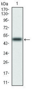 Monoclonal Anti-RAF1 antibody produced in mouse clone 4G4, purified immunoglobulin, buffered aqueous solution