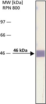 Monoclonal Anti-Bacterial Alkaline Phosphatase (BAP, PhoA) antibody produced in mouse clone BAP-77, ascites fluid