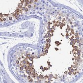 Anti-TEX101 antibody produced in rabbit Prestige Antibodies® Powered by Atlas Antibodies, affinity isolated antibody, buffered aqueous glycerol solution