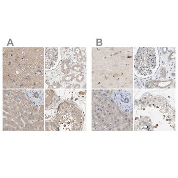 Anti-DCAF7 antibody produced in rabbit Prestige Antibodies&#174; Powered by Atlas Antibodies, affinity isolated antibody, buffered aqueous glycerol solution, Ab1