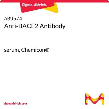 Anti-BACE2 Antibody serum, Chemicon&#174;