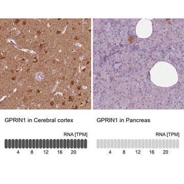 抗-GPRIN1 兔抗 Prestige Antibodies&#174; Powered by Atlas Antibodies, affinity isolated antibody