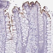 Anti-MS4A12 antibody produced in rabbit Prestige Antibodies® Powered by Atlas Antibodies, affinity isolated antibody, buffered aqueous glycerol solution