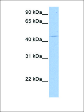 Anti-SOX8 antibody produced in rabbit affinity isolated antibody