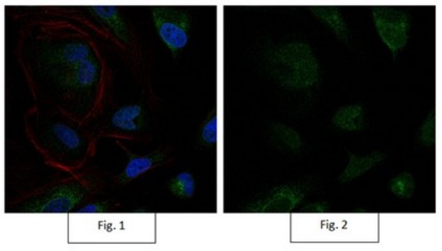 Anti-Sox9 Antibody, Alexa Fluor&#8482; 488 conjugate from rabbit, ALEXA FLUOR&#8482; 488