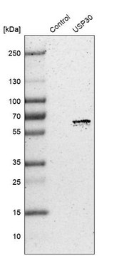 Anti-USP30 antibody produced in rabbit Prestige Antibodies&#174; Powered by Atlas Antibodies, affinity isolated antibody, buffered aqueous glycerol solution