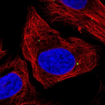 Anti-DMRTA1 antibody produced in rabbit Prestige Antibodies&#174; Powered by Atlas Antibodies, affinity isolated antibody