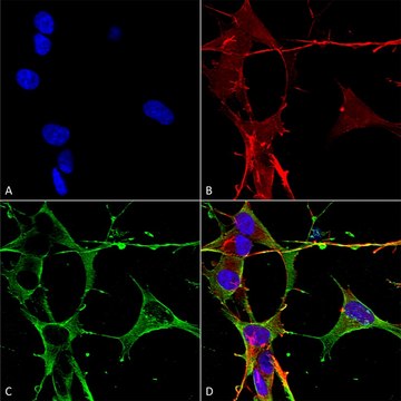 Monoclonal Anti-beta 4 Spectrin-Atto 390 antibody produced in mouse clone S393-2