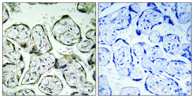 Anti-MT-ND1 antibody produced in rabbit affinity isolated antibody