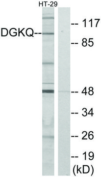 Anti-DGKQ antibody produced in rabbit affinity isolated antibody