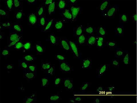 Monoclonal Anti-NFX1 antibody produced in mouse clone 1D12, purified immunoglobulin, buffered aqueous solution