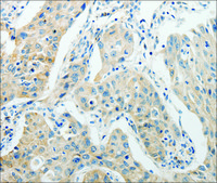 Anti-AGBL1 antibody produced in rabbit affinity isolated antibody