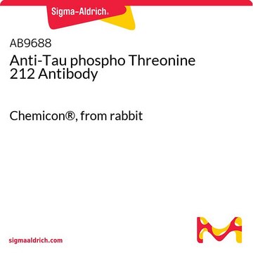 Anti-Tau phospho Threonine 212 Antibody Chemicon&#174;, from rabbit