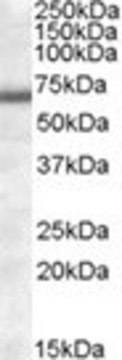 Anti-COL4A3BP (AA 396-411) antibody produced in goat affinity isolated antibody, buffered aqueous solution