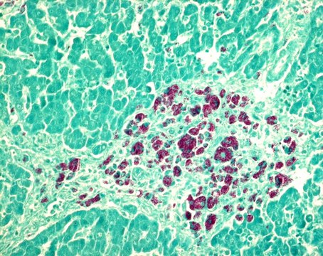 AFB staining kit for histology for the detection of acid-fast bacteria in histological tissue