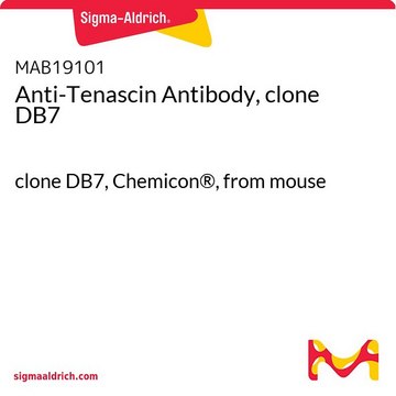 Anti-Tenascin Antibody, clone DB7 clone DB7, Chemicon&#174;, from mouse