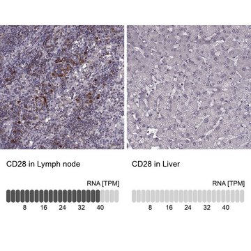 抗-CD28 兔抗 Prestige Antibodies&#174; Powered by Atlas Antibodies, affinity isolated antibody