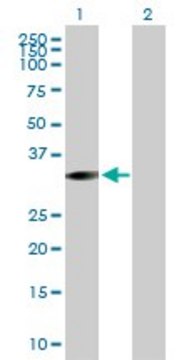 Anti-STK16 antibody produced in mouse purified immunoglobulin, buffered aqueous solution