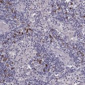 Anti-ADGRG5 antibody produced in rabbit Prestige Antibodies® Powered by Atlas Antibodies, affinity isolated antibody, buffered aqueous glycerol solution
