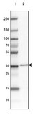 Anti-FAM177A1 antibody produced in rabbit Prestige Antibodies® Powered by Atlas Antibodies, affinity isolated antibody, buffered aqueous glycerol solution