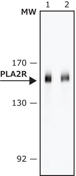 Anti-PLA2R antibody, Mouse monoclonal clone 12-6-5, purified from hybridoma cell culture