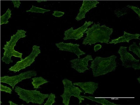 Monoclonal Anti-RASA1, (C-terminal) antibody produced in mouse clone 1E6, purified immunoglobulin, buffered aqueous solution