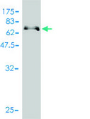 Monoclonal Anti-PARD6B antibody produced in mouse clone 1C4, purified immunoglobulin, buffered aqueous solution