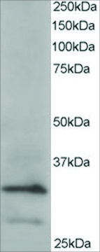 Anti-ARPC2 antibody produced in goat affinity isolated antibody, buffered aqueous solution