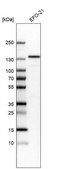 Anti-JMY antibody produced in rabbit Prestige Antibodies® Powered by Atlas Antibodies, affinity isolated antibody, buffered aqueous glycerol solution