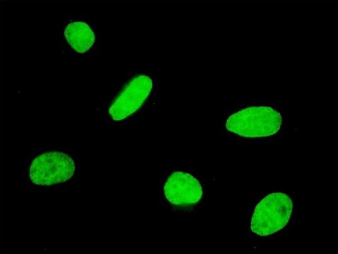 ANTI-FOXQ1 antibody produced in mouse clone 2F2, purified immunoglobulin, buffered aqueous solution