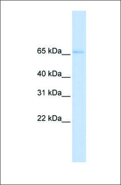 Anti-SLC22A6 (ab2) antibody produced in rabbit affinity isolated antibody