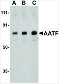 Anti-AATF antibody produced in rabbit affinity isolated antibody, buffered aqueous solution