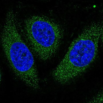 Anti-ASPH antibody produced in rabbit Prestige Antibodies&#174; Powered by Atlas Antibodies, affinity isolated antibody