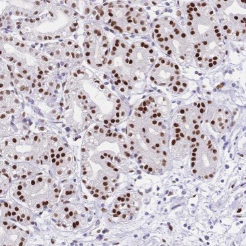 Anti-NFIC antibody produced in rabbit Prestige Antibodies&#174; Powered by Atlas Antibodies, affinity isolated antibody, buffered aqueous glycerol solution