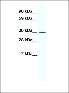 抗-KLF2 IgG fraction of antiserum