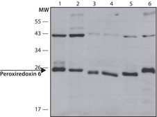 Anti-Peroxiredoxin 6 (N-terminal) antibody produced in rabbit ~1.0 mg/mL, affinity isolated antibody, buffered aqueous solution