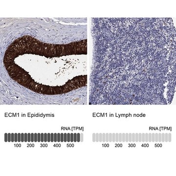 Anti-ECM1 antibody produced in rabbit Prestige Antibodies&#174; Powered by Atlas Antibodies, affinity isolated antibody, buffered aqueous glycerol solution