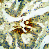 Anti-phospho-CD136/RON (pSer1394) antibody produced in rabbit affinity isolated antibody