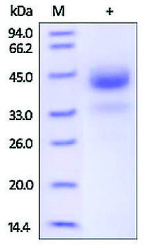 Cathepsin B human recombinant, expressed in HEK 293 cells, &#8805;95% (SDS-PAGE)