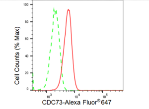 KD-Validated Anti CDC73 Antibody, clone 23GB3450, Rabbit Monoclonal clone 23GB3450, recombinant rabbit monoclonal, expressed in HEK293 cells