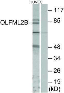 Anti-OLFML2B antibody produced in rabbit affinity isolated antibody