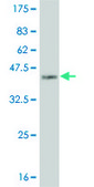 ANTI-FOXC2 antibody produced in mouse clone 3H5, purified immunoglobulin, buffered aqueous solution