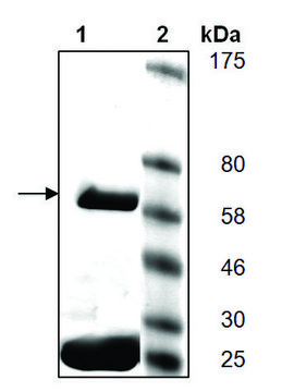 PARP5A active human recombinant, expressed in baculovirus infected Sf9 cells, &#8805;30% (SDS-PAGE)