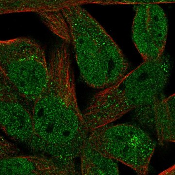 Anti-FAM89A antibody produced in rabbit Prestige Antibodies&#174; Powered by Atlas Antibodies, affinity isolated antibody