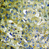 Anti-phospho-GRK2 (pSer685) antibody produced in rabbit affinity isolated antibody