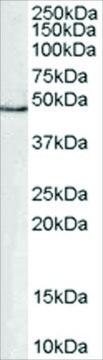 Anti-GATA1 antibody produced in goat affinity isolated antibody, buffered aqueous solution