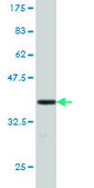 Monoclonal Anti-GFI1 antibody produced in mouse clone 3G8, purified immunoglobulin, buffered aqueous solution