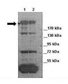 Anti-MPDZ antibody produced in rabbit affinity isolated antibody